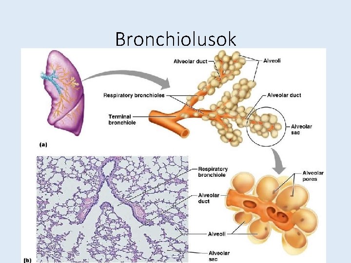 Bronchiolusok 