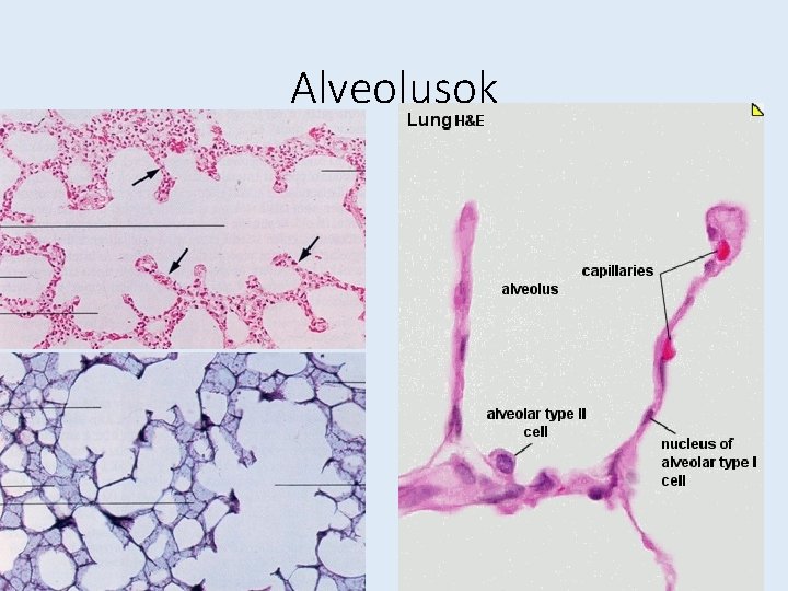 Alveolusok 