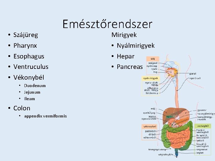  • • • Szájüreg Pharynx Esophagus Ventruculus Vékonybél Emésztőrendszer • Duodenum • Jejunum