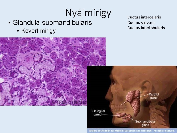 Nyálmirigy • Glandula submandibularis • Kevert mirigy Ductus intercalaris Ductus salivaris Ductus interlobularis 