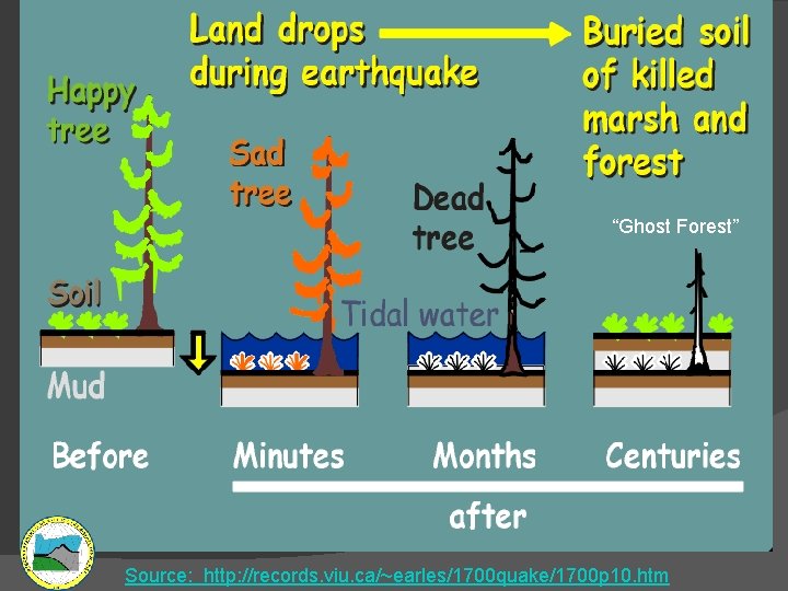“Ghost Forest” Source: http: //records. viu. ca/~earles/1700 quake/1700 p 10. htm 