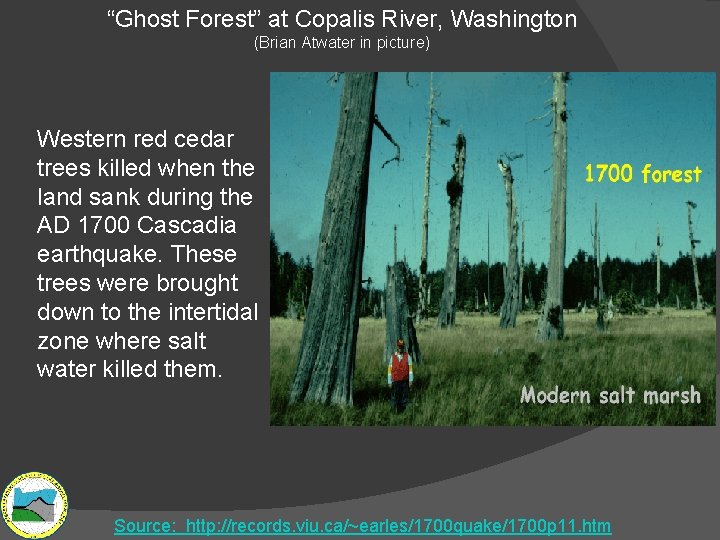 “Ghost Forest” at Copalis River, Washington (Brian Atwater in picture) Western red cedar trees