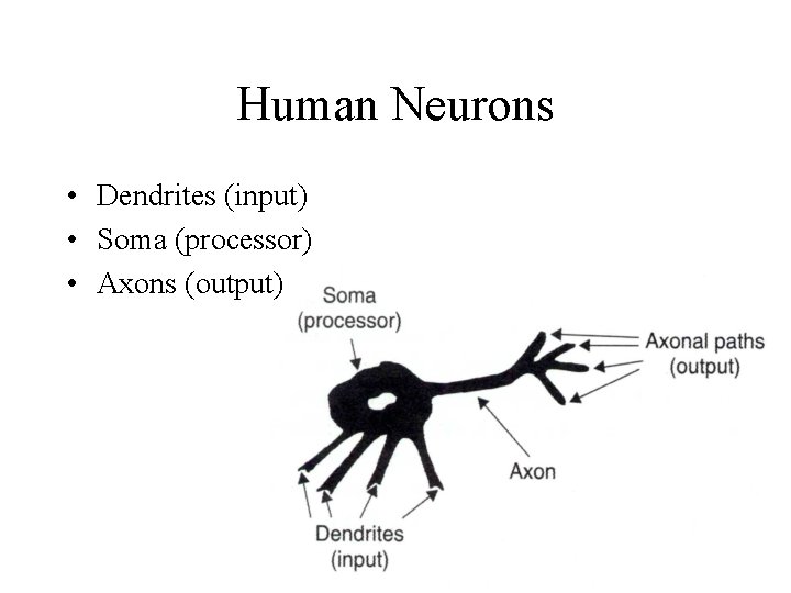 Human Neurons • Dendrites (input) • Soma (processor) • Axons (output) 