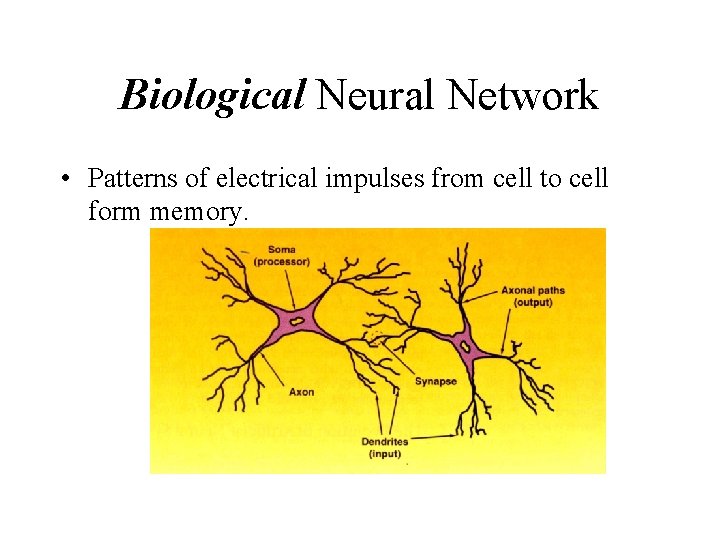 Biological Neural Network • Patterns of electrical impulses from cell to cell form memory.