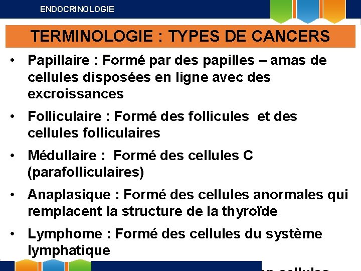 ENDOCRINOLOGIE TERMINOLOGIE : TYPES DE CANCERS • Papillaire : Formé par des papilles –