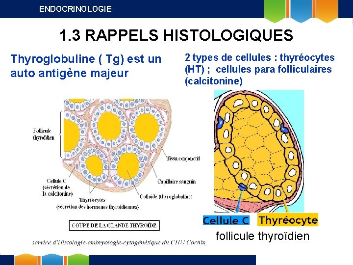 ENDOCRINOLOGIE 1. 3 RAPPELS HISTOLOGIQUES Thyroglobuline ( Tg) est un auto antigène majeur 2