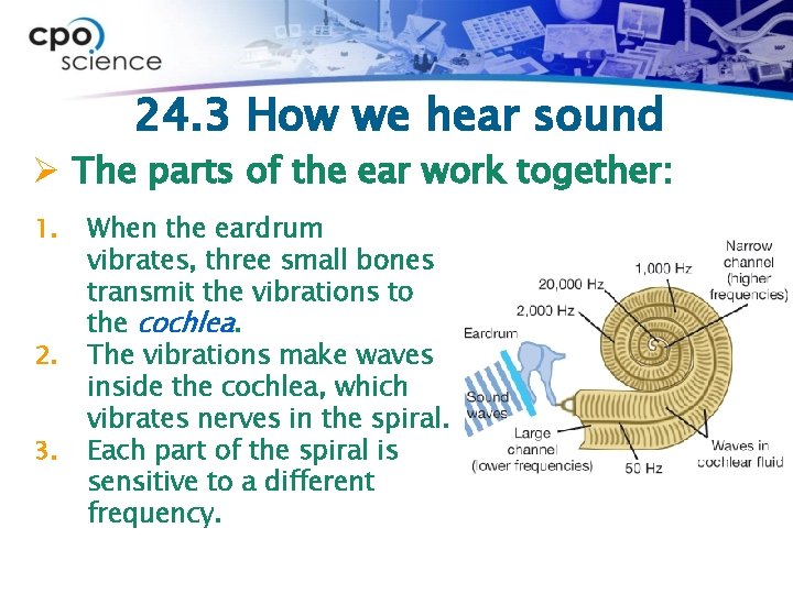 24. 3 How we hear sound Ø The parts of the ear work together: