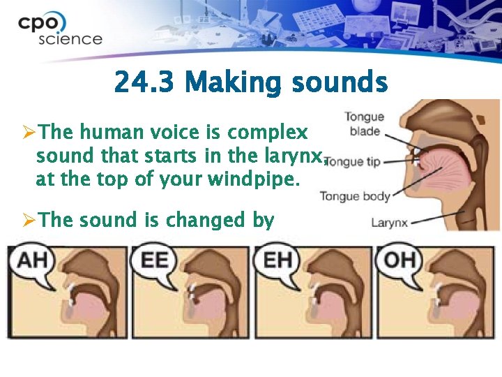 24. 3 Making sounds ØThe human voice is complex sound that starts in the