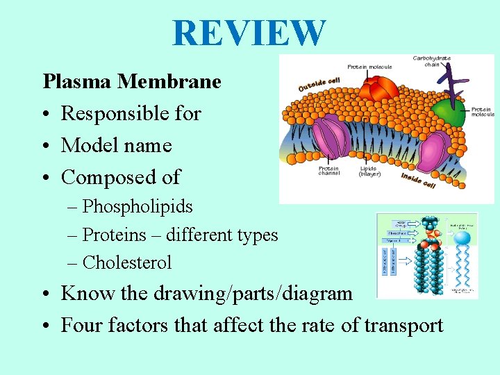 REVIEW Plasma Membrane • Responsible for • Model name • Composed of – Phospholipids