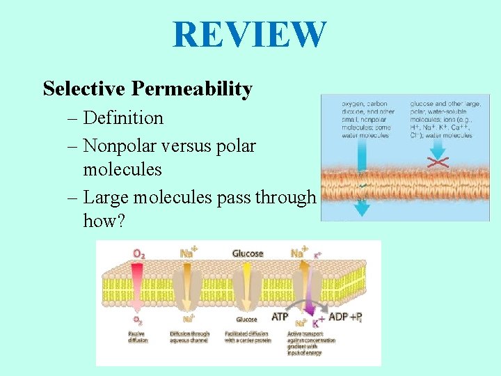 REVIEW Selective Permeability – Definition – Nonpolar versus polar molecules – Large molecules pass