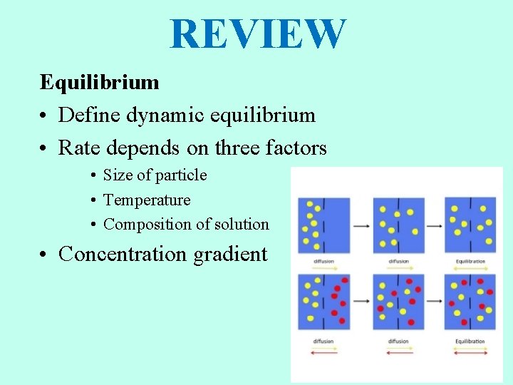 REVIEW Equilibrium • Define dynamic equilibrium • Rate depends on three factors • Size