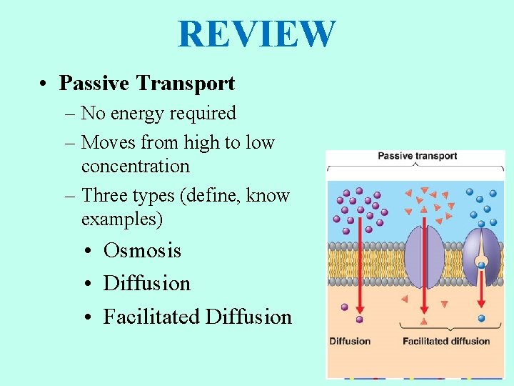 REVIEW • Passive Transport – No energy required – Moves from high to low