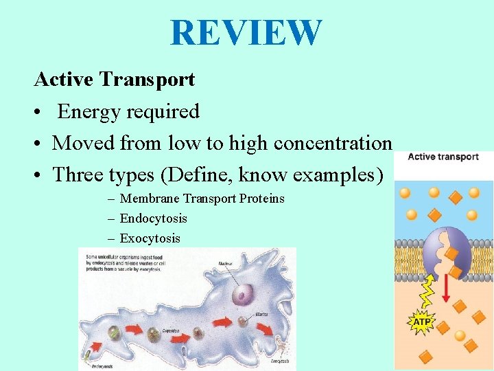 REVIEW Active Transport • Energy required • Moved from low to high concentration •