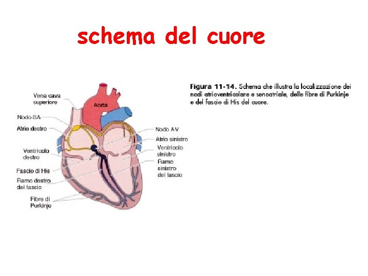 schema del cuore 