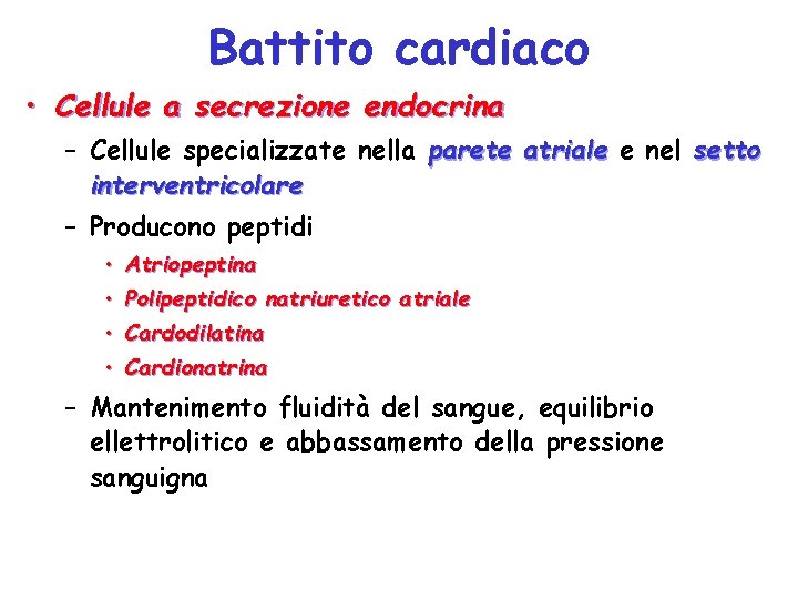 Battito cardiaco • Cellule a secrezione endocrina – Cellule specializzate nella parete atriale e