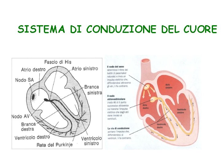 SISTEMA DI CONDUZIONE DEL CUORE 