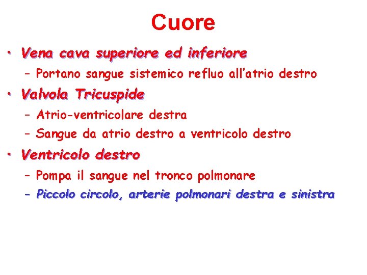 Cuore • Vena cava superiore ed inferiore – Portano sangue sistemico refluo all’atrio destro