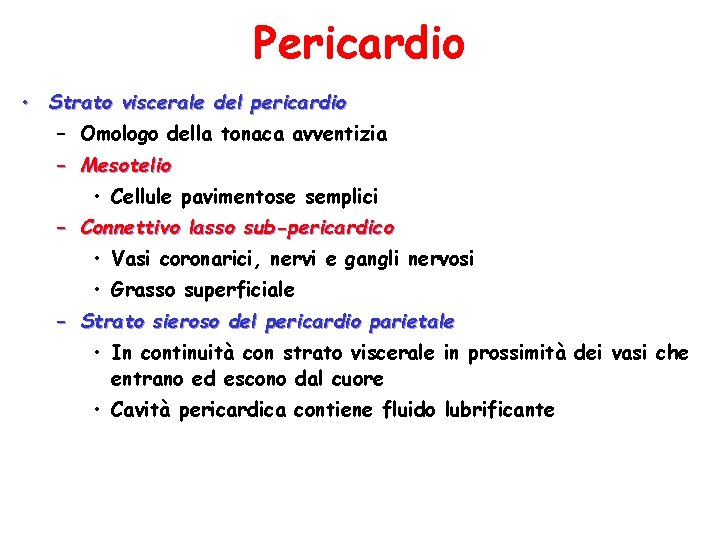 Pericardio • Strato viscerale del pericardio – Omologo della tonaca avventizia – Mesotelio •