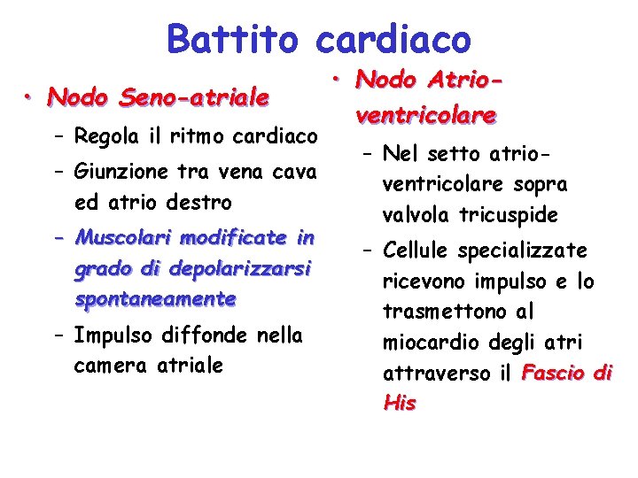 Battito cardiaco • Nodo Seno-atriale – Regola il ritmo cardiaco – Giunzione tra vena