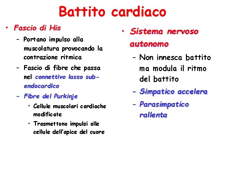 Battito cardiaco • Fascio di His – Portano impulso alla muscolatura provocando la contrazione