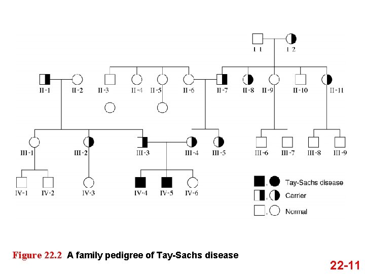 Figure 22. 2 A family pedigree of Tay-Sachs disease 22 -11 