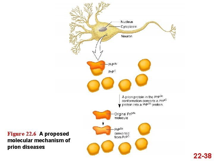 Figure 22. 6 A proposed molecular mechanism of prion diseases 22 -38 