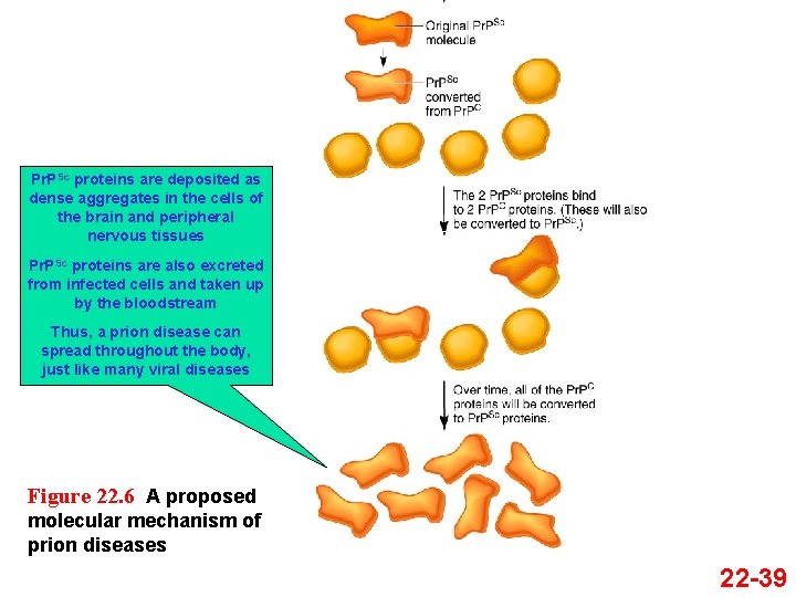 Pr. PSc proteins are deposited as dense aggregates in the cells of the brain