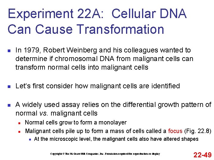 Experiment 22 A: Cellular DNA Can Cause Transformation n In 1979, Robert Weinberg and