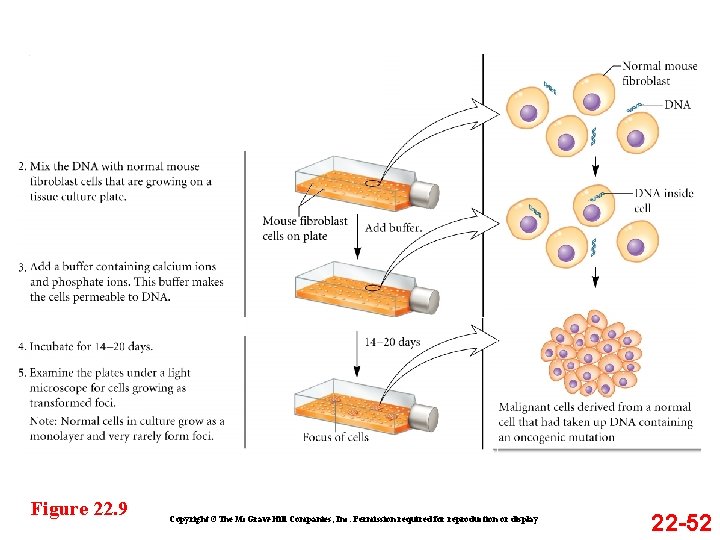 Figure 22. 9 Copyright ©The Mc. Graw-Hill Companies, Inc. Permission required for reproduction or