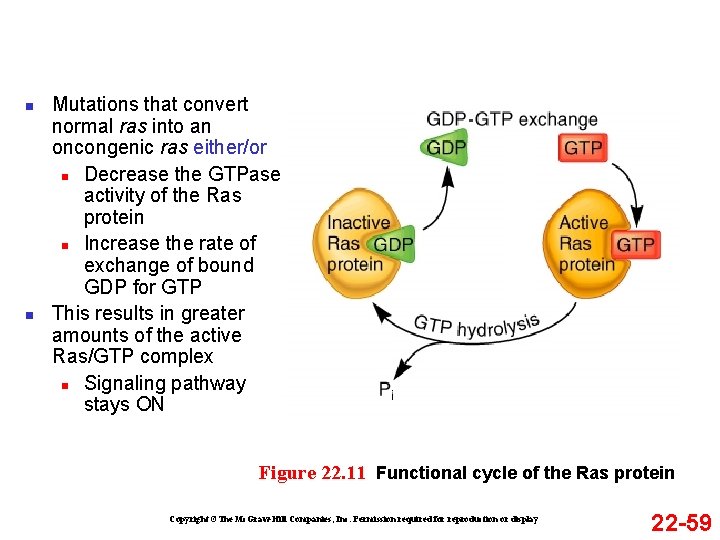 n n Mutations that convert normal ras into an oncongenic ras either/or n Decrease