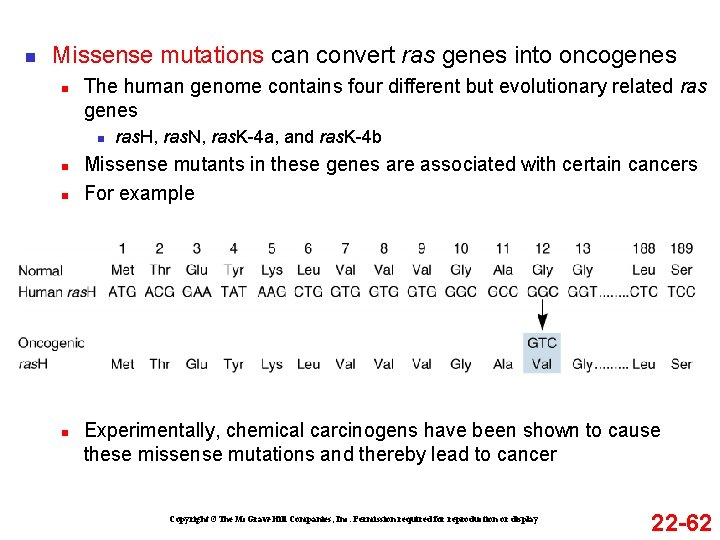 n Missense mutations can convert ras genes into oncogenes n The human genome contains