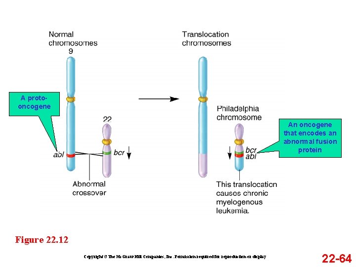 A protooncogene An oncogene that encodes an abnormal fusion protein Figure 22. 12 Copyright