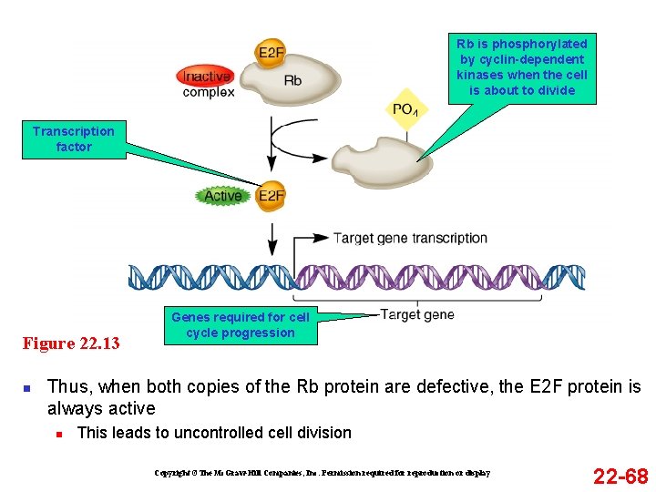 Rb is phosphorylated by cyclin-dependent kinases when the cell is about to divide Transcription