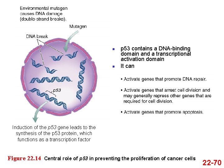 n n p 53 contains a DNA-binding domain and a transcriptional activation domain It