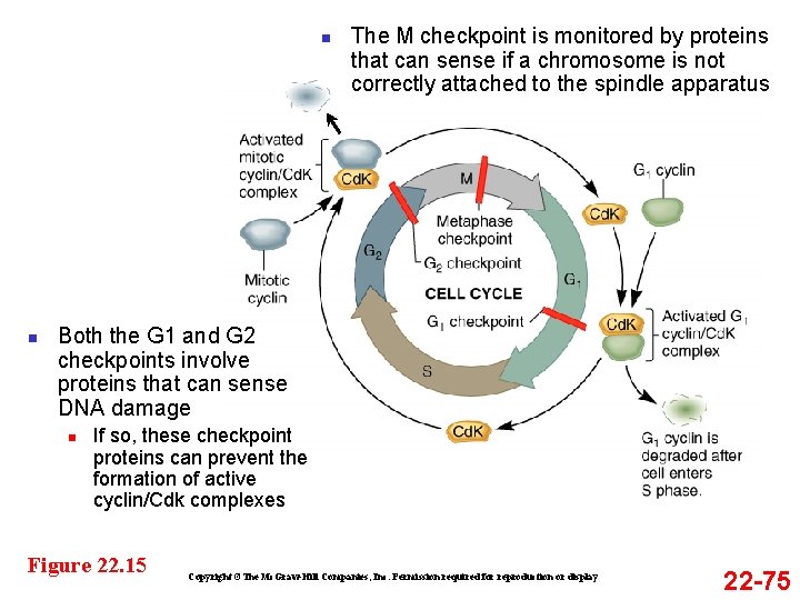 n n The M checkpoint is monitored by proteins that can sense if a