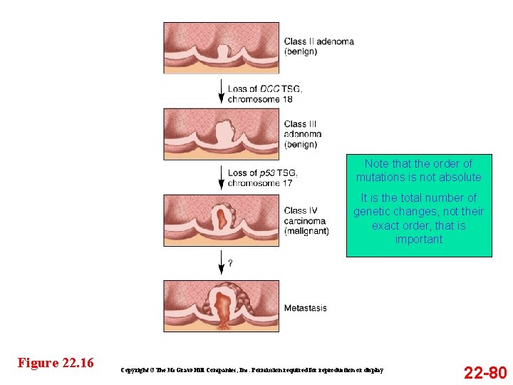 Note that the order of mutations is not absolute It is the total number