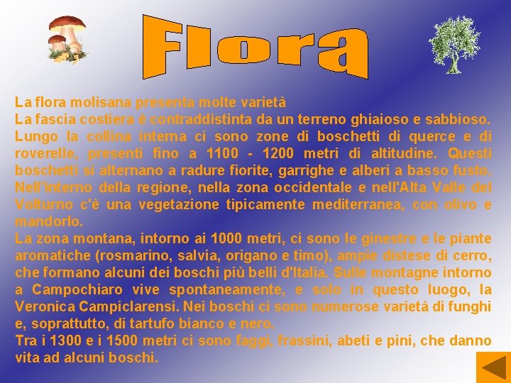 La flora molisana presenta molte varietà La fascia costiera è contraddistinta da un terreno