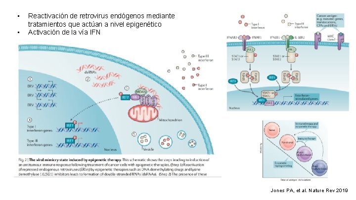  • • Reactivación de retrovirus endógenos mediante tratamientos que actúan a nivel epigenético
