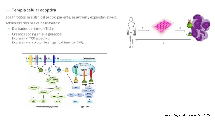 Jones PA, et al. Nature Rev 2019 