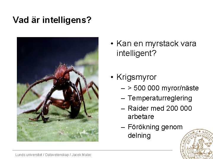 Vad är intelligens? • Kan en myrstack vara intelligent? • Krigsmyror – > 500