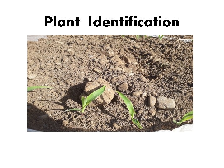 Plant Identification 