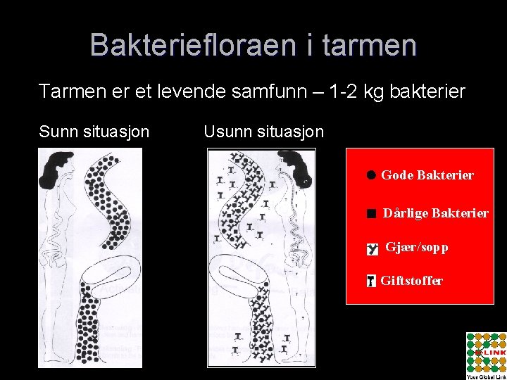 Bakteriefloraen i tarmen Tarmen er et levende samfunn – 1 -2 kg bakterier Sunn