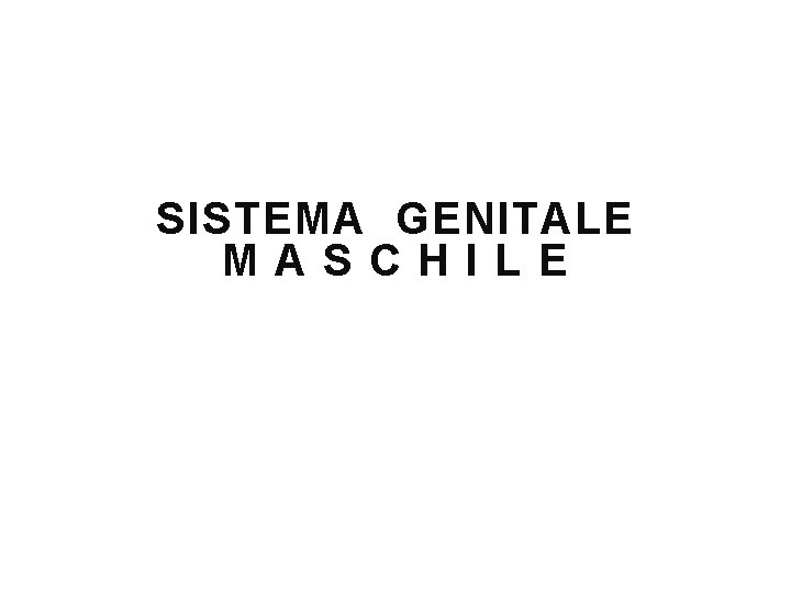 SISTEMA GENITALE MASCHILE 