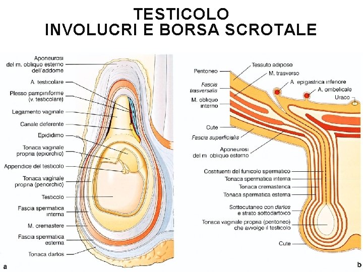 TESTICOLO INVOLUCRI E BORSA SCROTALE 