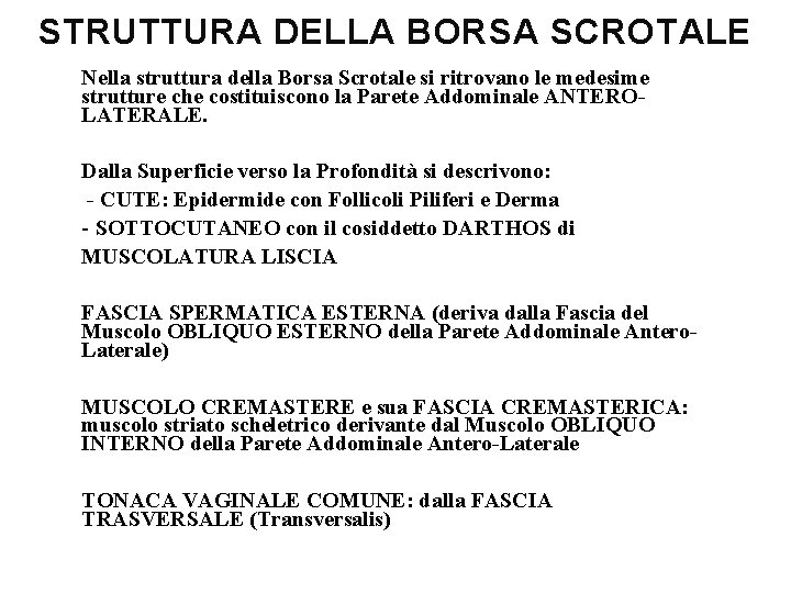 STRUTTURA DELLA BORSA SCROTALE Nella struttura della Borsa Scrotale si ritrovano le medesime strutture