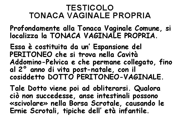 TESTICOLO TONACA VAGINALE PROPRIA Profondamente alla Tonaca Vaginale Comune, si localizza la TONACA VAGINALE