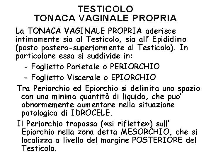 TESTICOLO TONACA VAGINALE PROPRIA La TONACA VAGINALE PROPRIA aderisce intimamente sia al Testicolo, sia