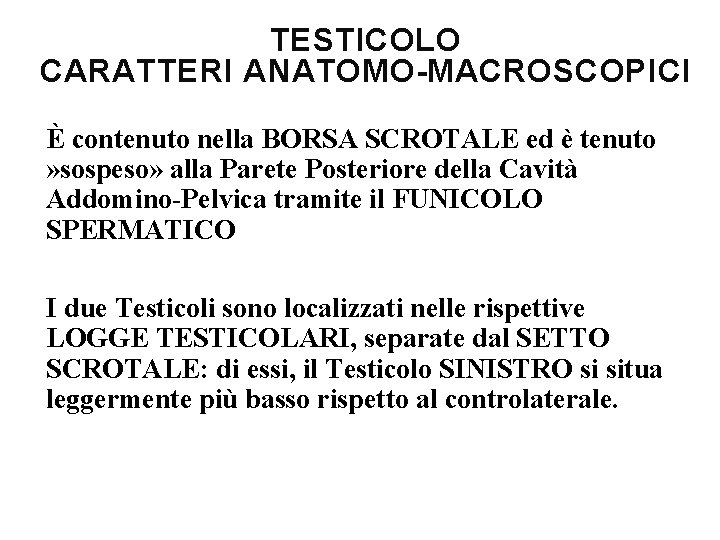 TESTICOLO CARATTERI ANATOMO-MACROSCOPICI È contenuto nella BORSA SCROTALE ed è tenuto » sospeso» alla