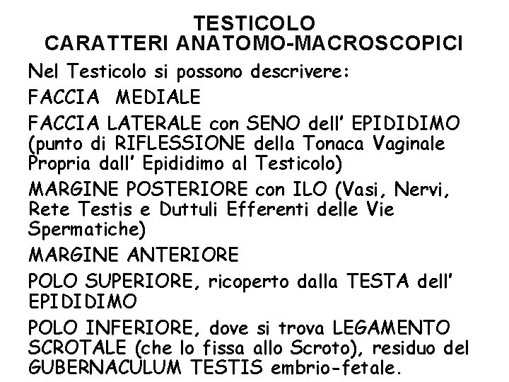 TESTICOLO CARATTERI ANATOMO-MACROSCOPICI Nel Testicolo si possono descrivere: FACCIA MEDIALE FACCIA LATERALE con SENO