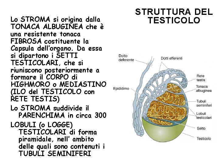Lo STROMA si origina dalla TONACA ALBUGINEA che è una resistente tonaca FIBROSA costituente